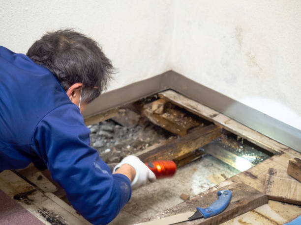 Best Industrial Mold Remediation in Goodview, MN