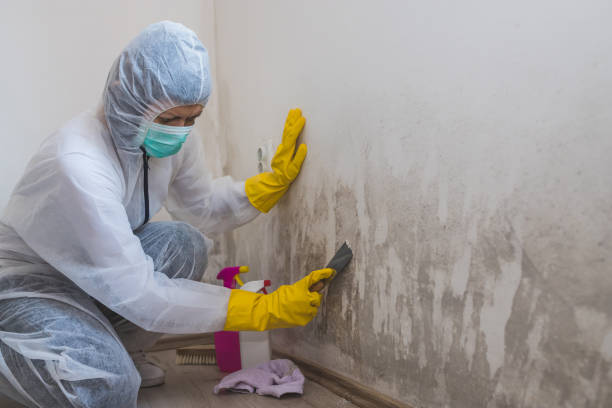 Professional Mold Remediation in Goodview, MN