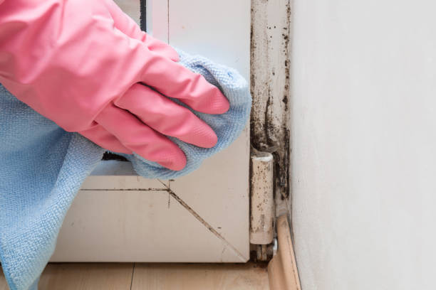 Best Post-Flood Mold Remediation in Goodview, MN